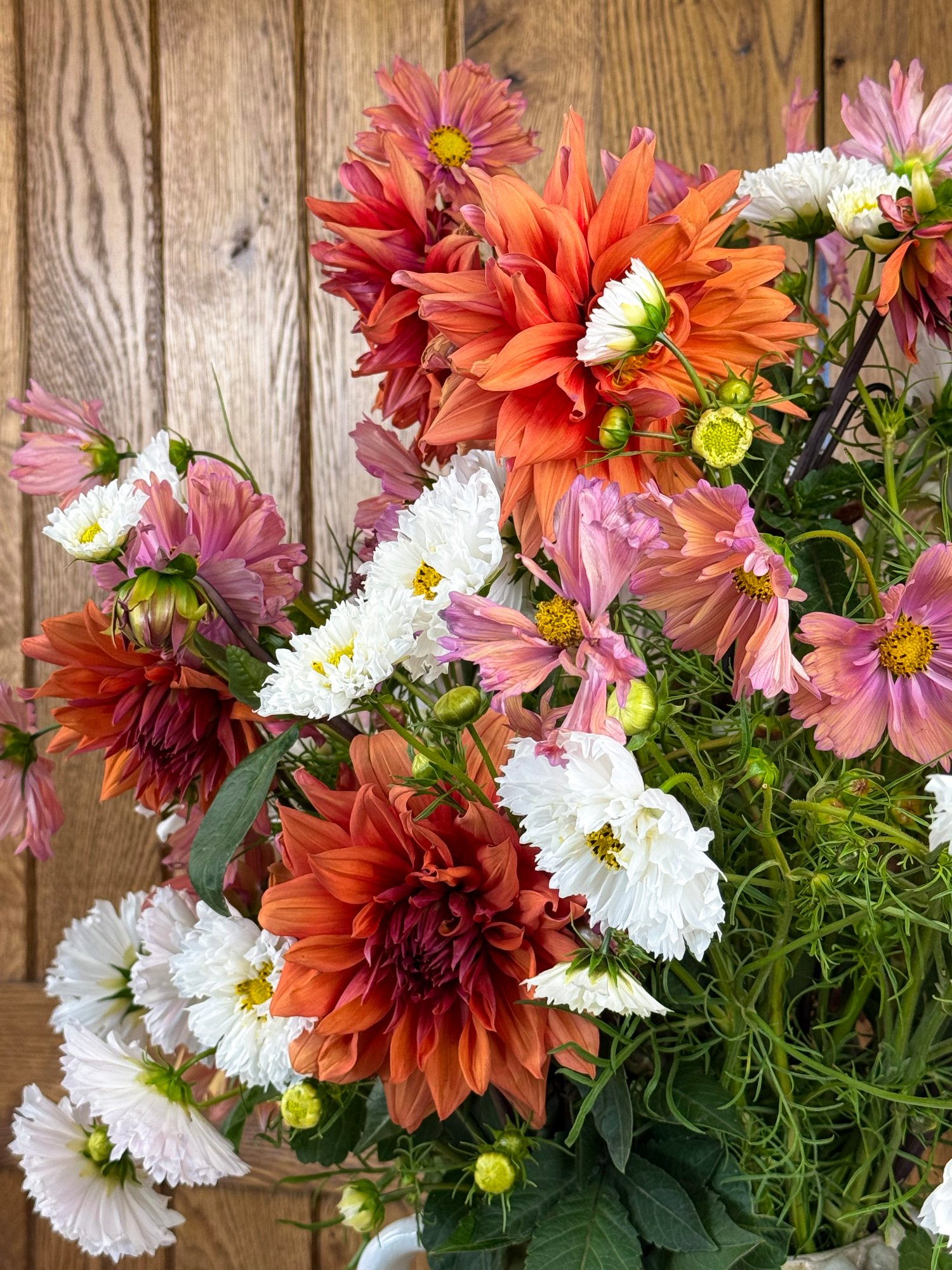 An orange and white gathering bouquet containing dahlias and cosmos.