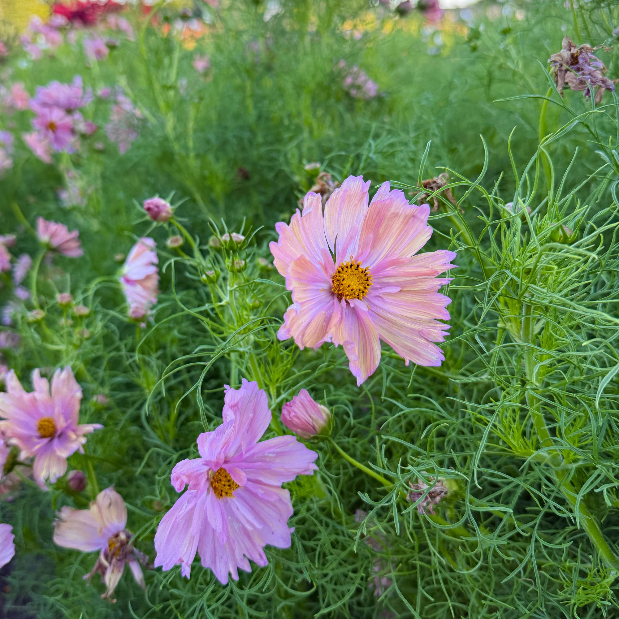 Cosmos ‘Apricotta’